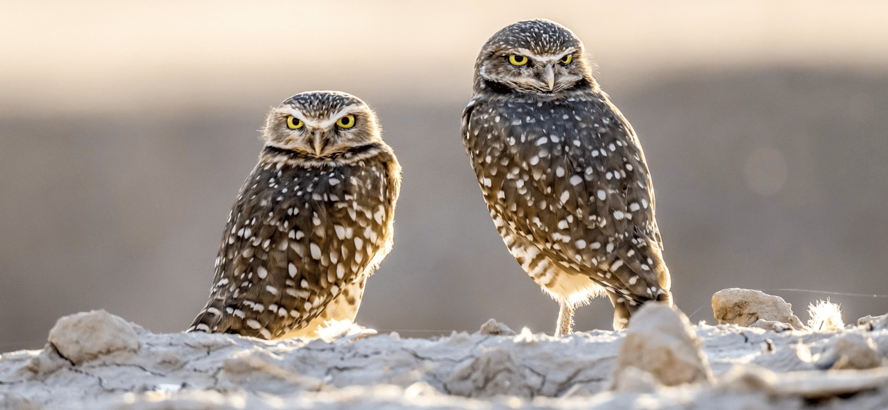 Burrowing Owls in Their Habitat