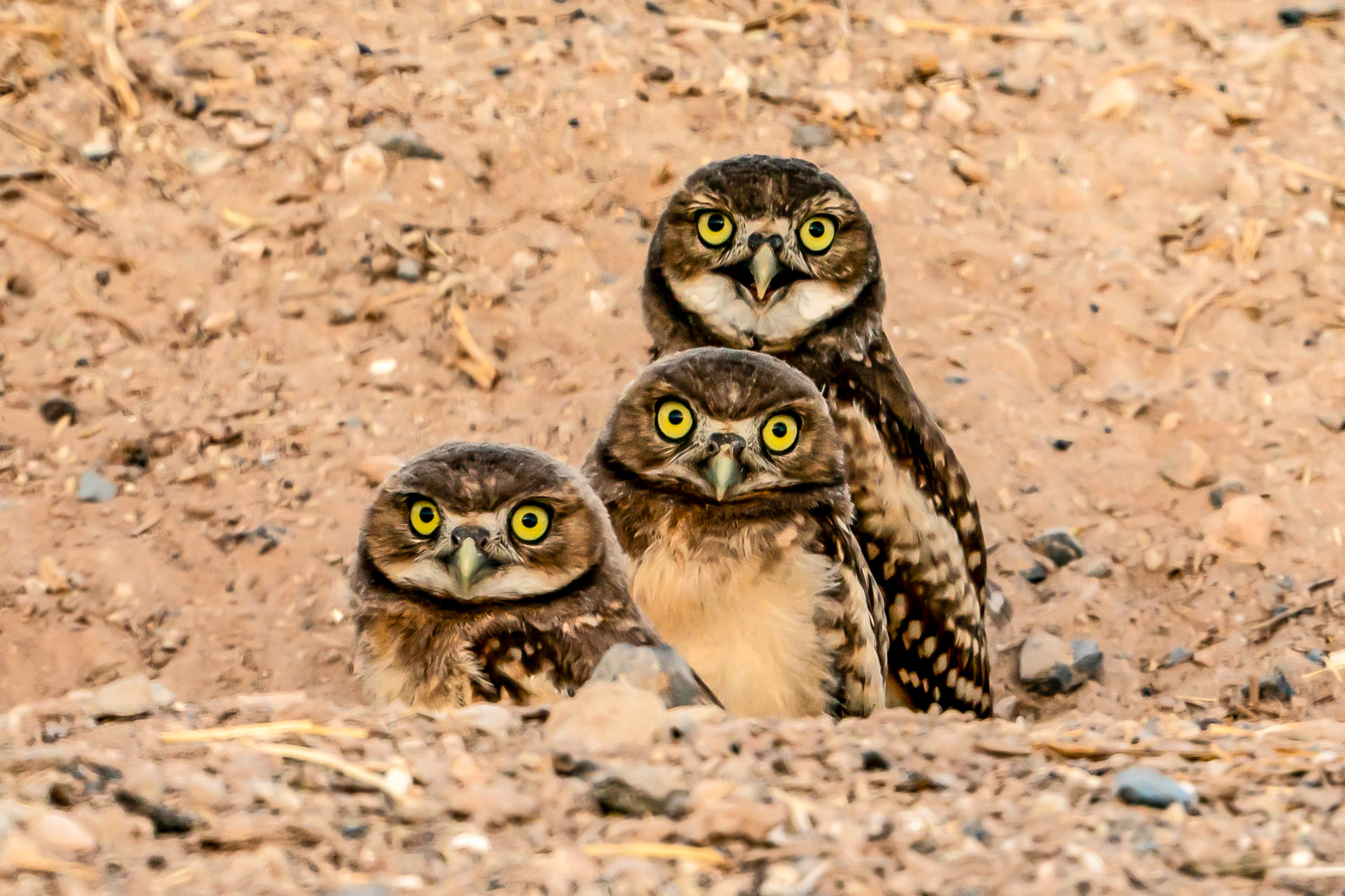 Burrowing Owls
