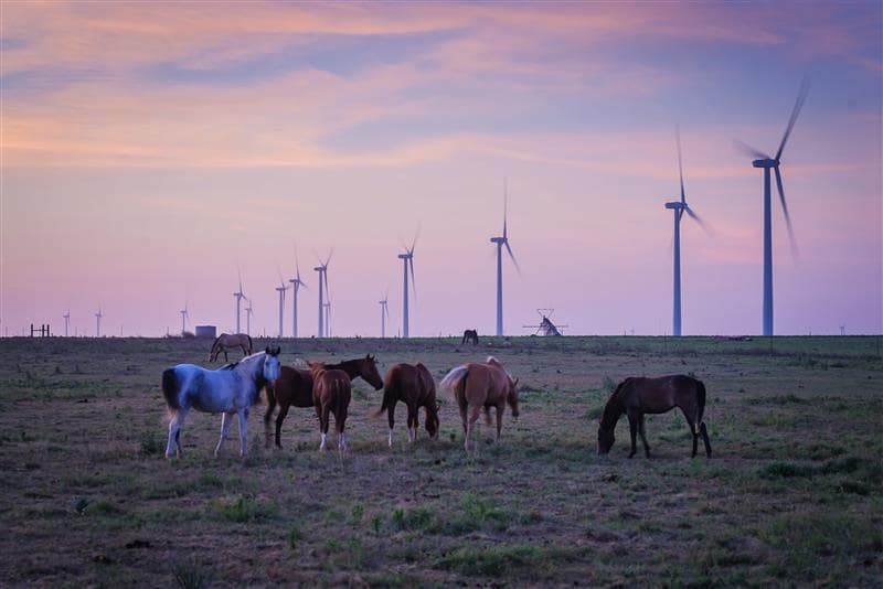 Horses Grazing with Wind Turbines in the Background