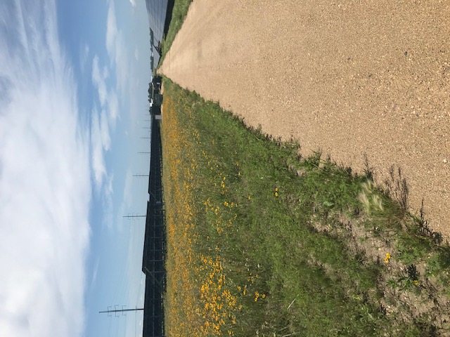 Community Solar Gardens with Wildflowers 