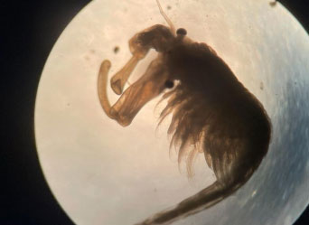 Close-up Image of a Fairy Shrimp
