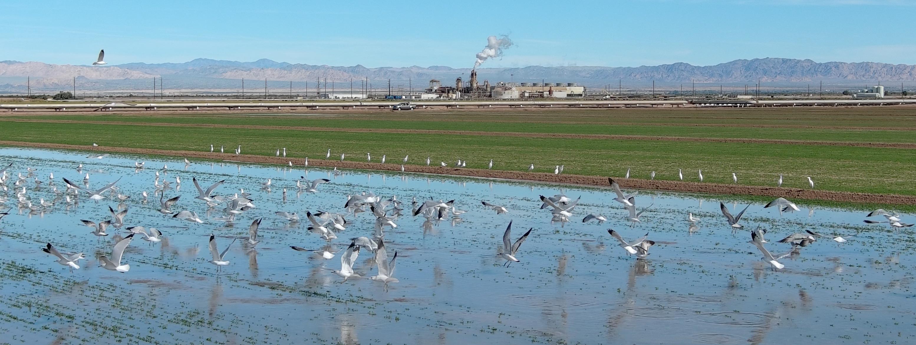 Geothermal Plants in Imperial Valley