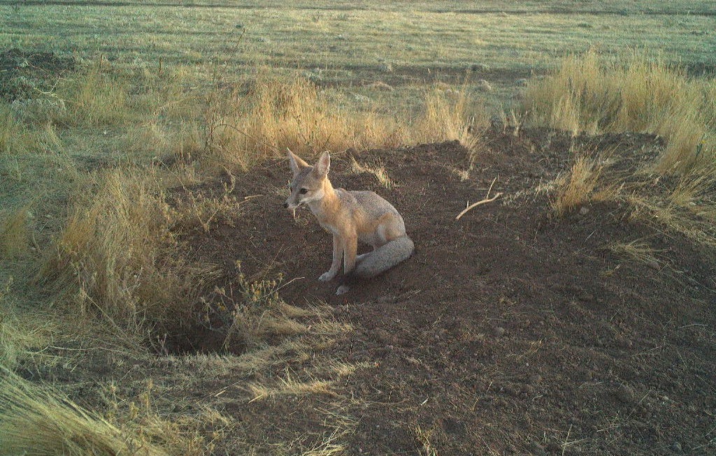Kit Fox Near Habitat