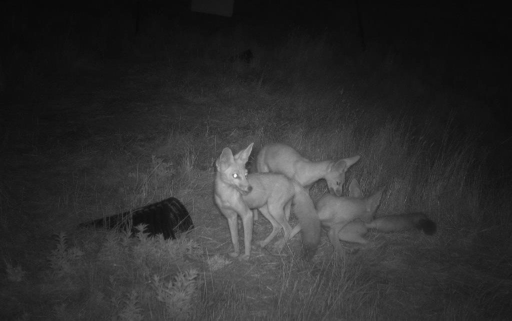 Photo of Kit Foxes with Night Vision
